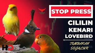 STOP PRESS️LAGU WAJIB - TEMBAKAN SEJALUR CILILIN KENARI LOVEBIRD ‼️