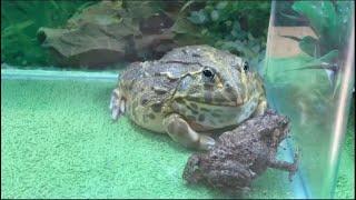 WARNING LIVE FEEDING African Bullfrog vs Asian Poison Toad - Bullfrog 2022