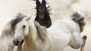 Brutal Stallion Mating Fight  Planet Earth II  BBC Earth