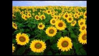 sunflower【歌ってみた】