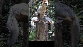 Fox acrobatics  Dolly nursing 3 kits while perched on a tall stump  #shorts