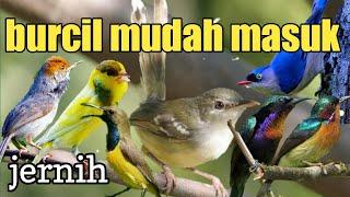 masteran burung kecil  masteran burung kecil nembak beset tajam