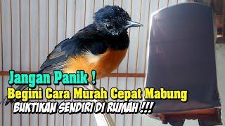 Cara mengatasi Murai Batu Susah Mabung - Magpie stone dificult Moulting