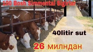 100 Bosh Simmental Sigirlar 26mln 40 Litirdan Sut beradiganlari Sotiladi ️