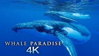 Whale Paradise 4K - 1HR Underwater Ambient Nature Relaxation™ Film + Music for Stress Relief Sleep