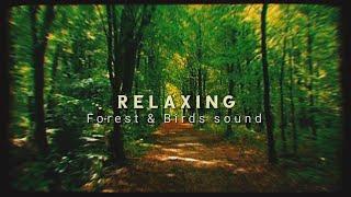 Relaxing Forest Nature Sounds - soothing birds singing nature- sound  sunrise video  no copyright