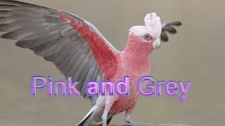 Galah -  the pink and grey