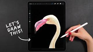 How to Draw a Realistic Bird on iPad My Procreate Digital Art Technique