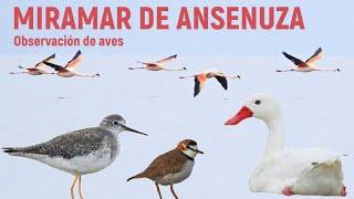 Miramar de Ansenuza  - Birds in the largest and saltiest lagoon in Argentina