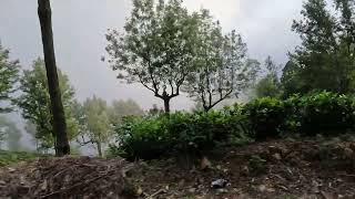 Mist on the mountains on way down from Liptons Seat in Sri Lanka