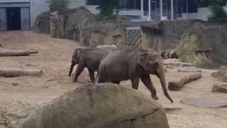 Kölner Zoo - Elefanten Haus öffnet seine Türen