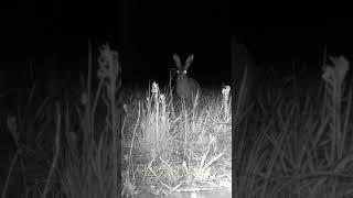 Hare Night Video  Заяц Ночная Съёмка