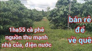 1ha75 cà nguồn thu mạnhnhanh hồi vốn đất nằm vị trí cực thận tiện về giao thông ăn uốngmua sắm