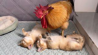 The rooster was afraid that the kitten would dieHe followed and protected the kitten.so funny cute