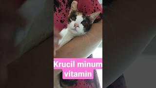 KRUCIL minum vitamin kucing lucu minum vitamin #shorts #short #kucinglucu #kucing #kucingimut