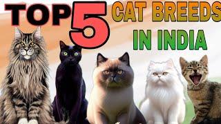 TOP 5 CAT BREEDS INDIA 2022 #persian cat #himalayan cat breed #bombay cat breed #mainecooncat