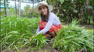 Fresh water spinach in my homeland and cook food - Polin lifestyle