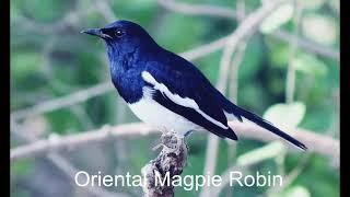 Oriental Magpie Robin Call  Birds Sound  Birds Singing  Pankiriththa