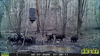 East Tennessee Hog Hunting Pest Control