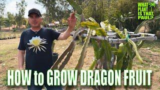 HOW to GROW DRAGON FRUIT  OVER 1 HOUR of the BASICS  FROM SOIL to FRUIT TASTING 3.0