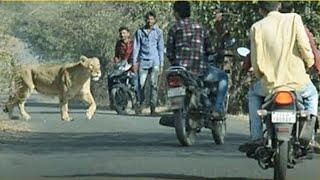 50 Terrifying Moments When Wild Animals Roamed The Streets