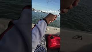 Strike Ikan Selangat #ikanselangat #fishing