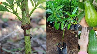 Avocado tree grafting technique