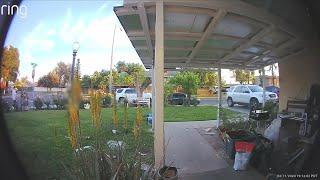 Video shows child kick guinea pig in Reedley leaves it to die homeowner says