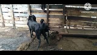 KAMBING JANTAN HABIS MINUM JAMU KUAT KAWIN  DIMUSIM HUJAN