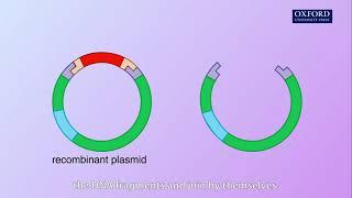 Animation E4 1.1 Production of human insulin