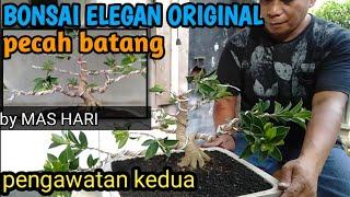 bonsai elegan ori  pecah batang  pengawatan kedua