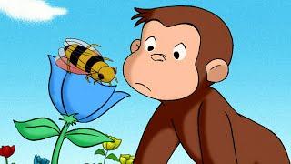 Var kommer honung ifrån?  Nicke Nyfiken  Tecknad Film för Barn
