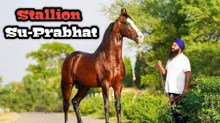 मारवाड़ी अश्व सु-प्रभात  Stallion Su-Prabhat - Empire Stud Farm Ludhiana 