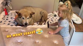 Adorable Baby Girl Tries To Convince Giant Sulking Dog To Leave Her Bed He Refuses Cutest Ever