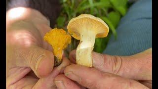 Identifying the Pale Chanterelle Cantharellus ferruginascens