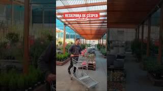 Resiembra otoñal para tener el césped hermoso  Easy Argentina #haceloeasy #easy #plantas #jardin