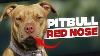 Red Nose Pitbull  Thing You Need To Know Before Getting One