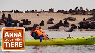 Wie robben Seebären?  Reportage für Kinder  Anna und die wilden Tiere