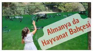 Almanya Wuppertal Hayvanat Bahçesinden Görüntüler. Almanya da Hayvanlar