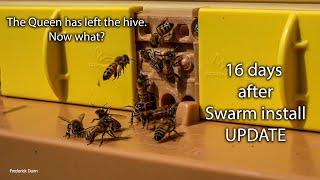 Apimaye Ergo Bee Hive Update The Swarm Didnt stay around now what? I have a fix in mind.