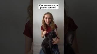 Как ухаживать за ушами собаки?