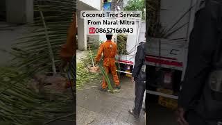 #coconut #naralmitra Best Coconut Tree Fruit Harvesting Service in Pune