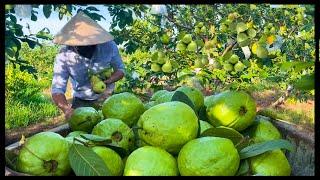 Modern Agriculture Guava Farming  Guava Cultivation and Harvesting