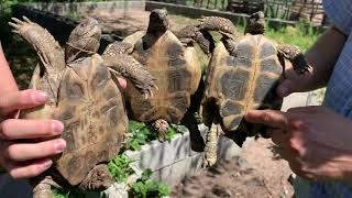 Woran erkennt man das Alter einer Schildkröte?