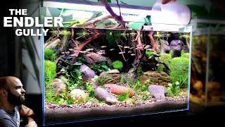 The Endler Gully 2ft Guppy Aquascape Tutorial