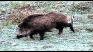 Wild boar sounds