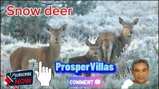 How do deer survive harsh winter weather?