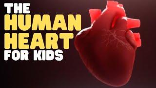 The Human Heart for Kids  Educational video to learn all about how the heart works