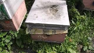 ошибки пчеловода -  объединение роя с семьей пчел или отводком
