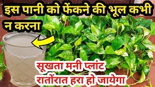Money plant care & fertilizer.Best homemade fertilizer for money plant.Save drying money plant.